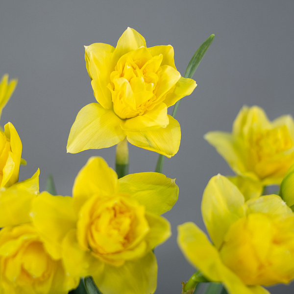 Купить Нарцисс в  с бесплатной доставкой: цена, фото, описание